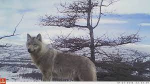 ALONE WITH WOLVES / Real Siberia